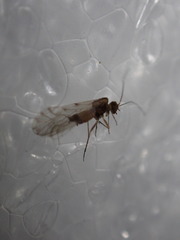 Lachesilla nubilis