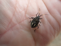 Poecilometis strigatus