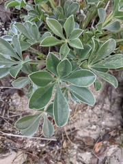 Lupinus sericatus