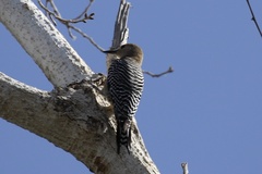 Melanerpes uropygialis