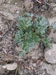Lupinus sericatus