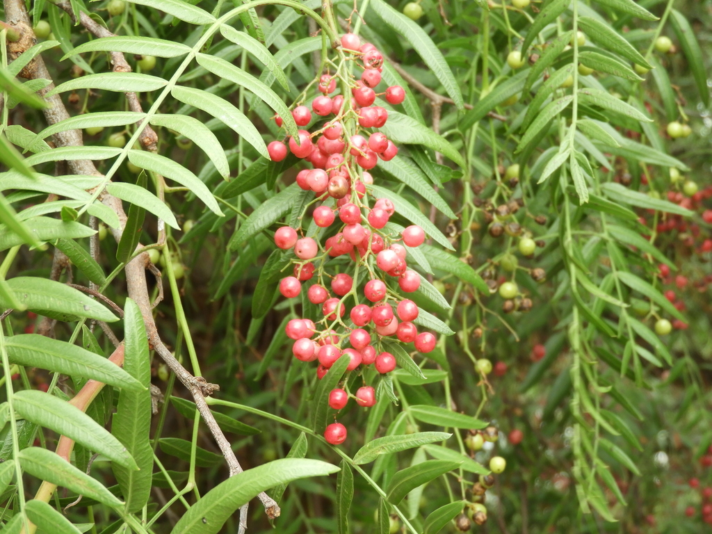 Schinus areira