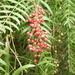 Peppercorn Tree - Photo (c) Graeme Rigg, some rights reserved (CC BY-NC), uploaded by Graeme Rigg