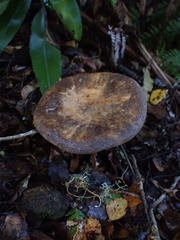 Lactifluus sepiaceus