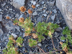 Acaena glabra