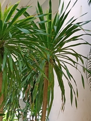 Dracaena cochinchinensis