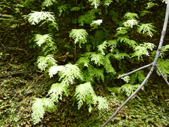 Hymenophyllum caudiculatum