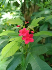 Jatropha integerrima