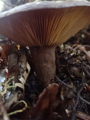 Lactifluus sepiaceus