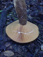 Lactifluus sepiaceus