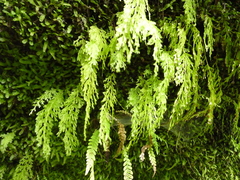 Hymenophyllum caudiculatum