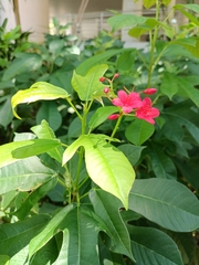 Jatropha integerrima