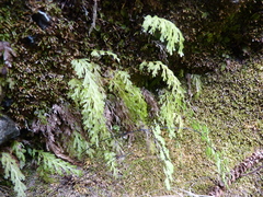 Hymenophyllum caudiculatum