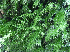 Hymenophyllum caudiculatum