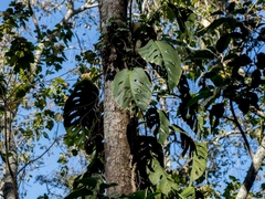 Monstera acuminata