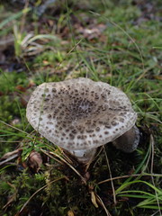 Amanita karea
