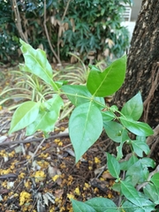 Azima sarmentosa