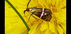 Adela australis