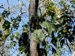 Monstera acuminata