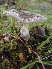 Amanita karea
