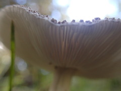 Amanita karea