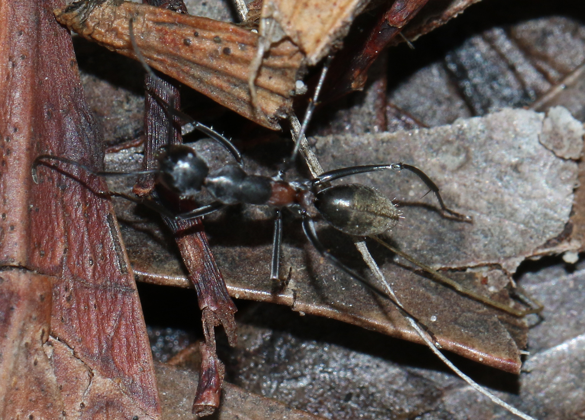 Camponotus prosseri
