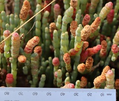 Salicornia blackiana