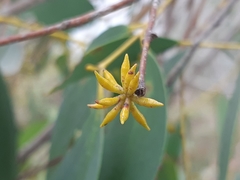 Eucalyptus stellulata