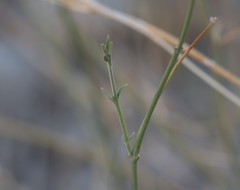 Funastrum hirtellum