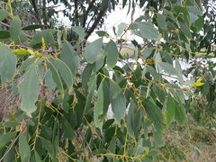 Eucalyptus stellulata