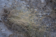 Funastrum hirtellum