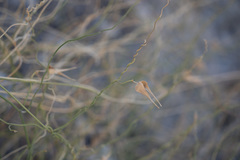 Funastrum hirtellum