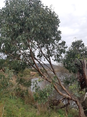 Eucalyptus stellulata