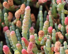 Salicornia blackiana