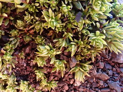 Kelleria laxa