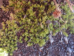 Kelleria laxa