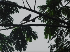 Pycnonotus aurigaster