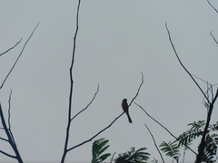 Pericrocotus cinnamomeus