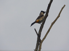 Pycnonotus aurigaster