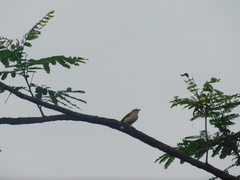 Pericrocotus cinnamomeus