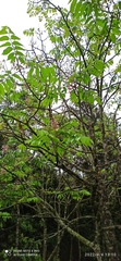 Bretschneidera sinensis