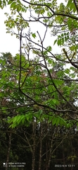 Bretschneidera sinensis
