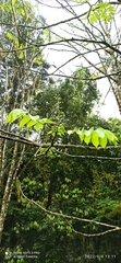 Bretschneidera sinensis