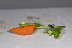 Isopsera denticulata