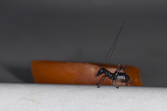 Isopsera denticulata