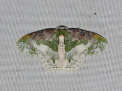 Eucyclodes semialba