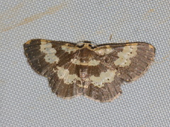 Peratophyga bifasciata