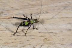 Isopsera denticulata