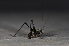 Isopsera denticulata