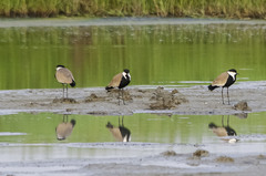 Vanellus spinosus